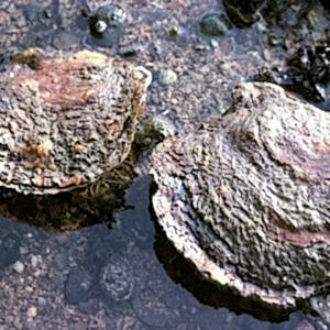 Two native oysters sit in shallow water on a rock. They are around the size of an adult's palm and, apart from the lip of the shell (they are bivalves), they do look very similar to grey rocks!
