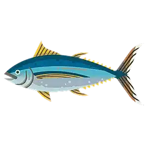 Albacore tuna