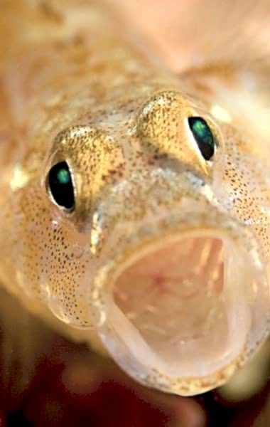 A close up of a painted goby. Its mouth is open making it looked surprised.