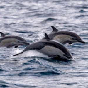 3 common dolphins swimming in and out of the ocean