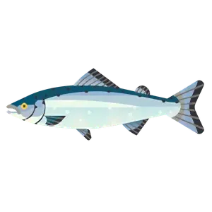 Atlantic salmon