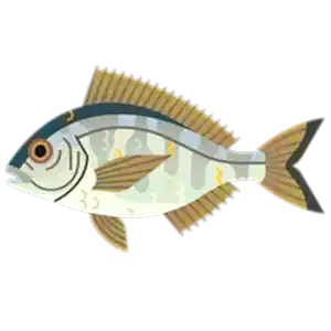 Black bream