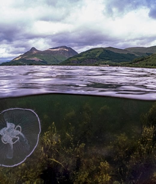 Moon jellyfish