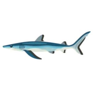 Blue shark