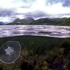 A scene showing an underwater/surface split with a moon jellyfish below the water and scenes of Loch Leven's surrounding hills above. The sky is thick with cloud.