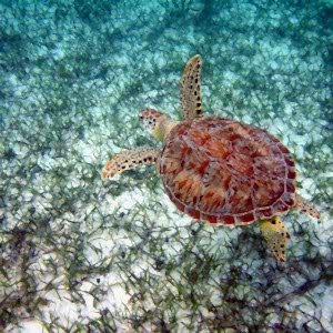 A top down view of a green turtle swimming above a seagrass meadow