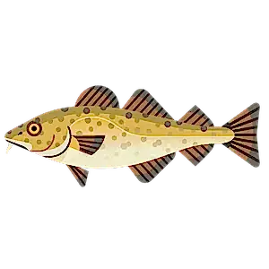 Atlantic cod