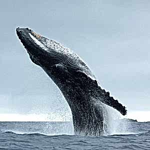 A majestic humpback whale breaches with almost its whole body propelled out of the water, Its underside points up towards the sky and the characteristic long knobbly flipper is clearly visible.