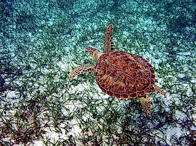 A top down view of a green turtle swimming above a seagrass meadow