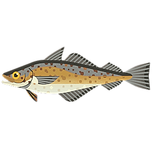 Alaska pollock