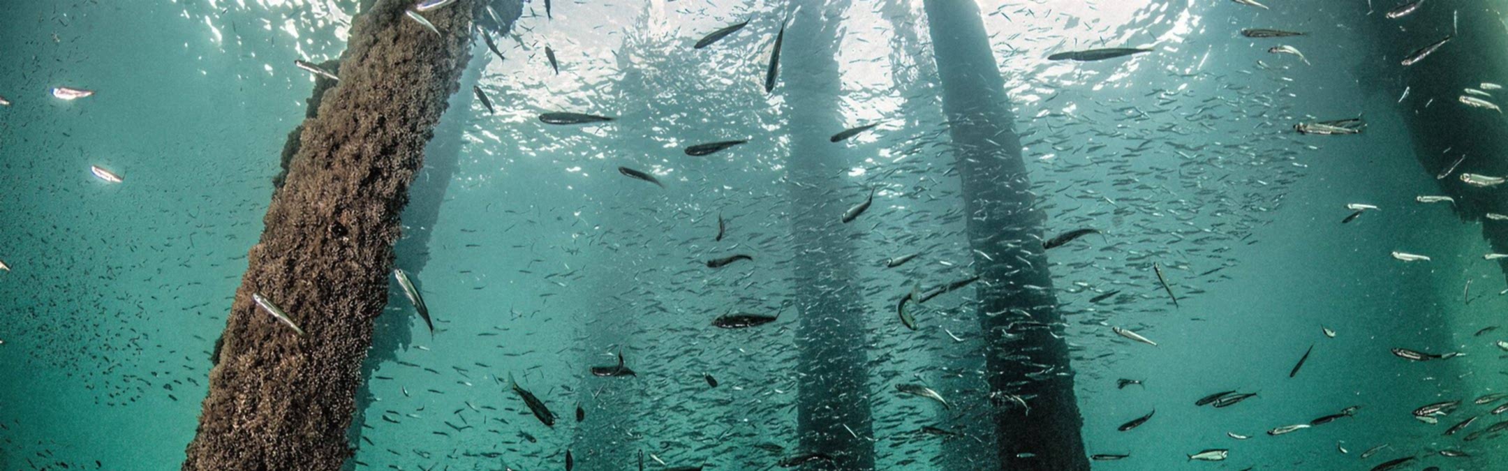 Fish swimming underneath Swanage pier. The iron poles holding up the pier are covered in marine life.