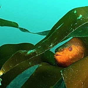 An orange lumpsucker fish hiding in some kelp.