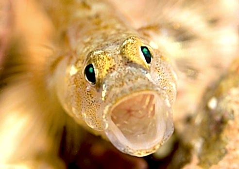 A close up of a painted goby. Its mouth is open making it looked surprised.