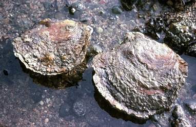 Two native oysters sit in shallow water on a rock. They are around the size of an adult's palm and, apart from the lip of the shell (they are bivalves), they do look very similar to grey rocks!