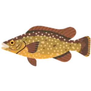 Ballan wrasse