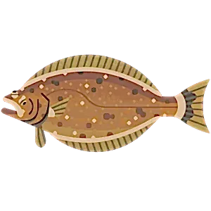 Atlantic halibut
