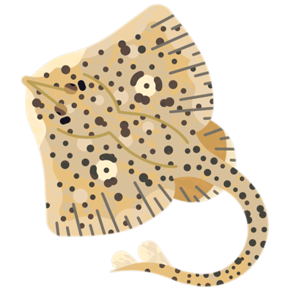 Ray Spotted M 960.png