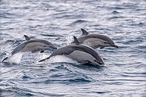 3 common dolphins swimming in and out of the ocean