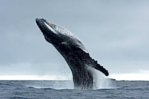 A majestic humpback whale breaches with almost its whole body propelled out of the water, Its underside points up towards the sky and the characteristic long knobbly flipper is clearly visible.