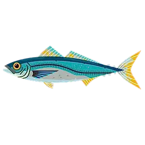 Chilean jack mackerel