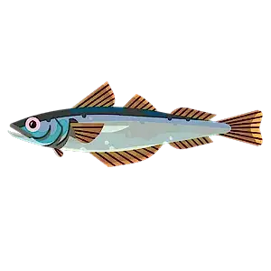 Blue whiting
