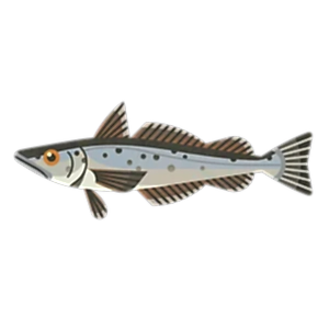 Cape hake