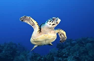 A hawksbill turtle swimming above an ocean reef. It is swimming toward the camera