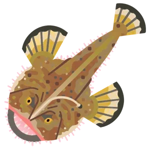Black-bellied monkfish