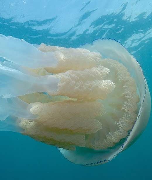 Barrel jellyfish