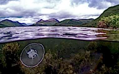 A scene showing an underwater/surface split with a moon jellyfish below the water and scenes of Loch Leven's surrounding hills above. The sky is thick with cloud.